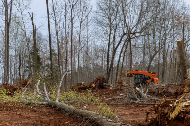 How Our Tree Care Process Works  in  Ellsworth, ME